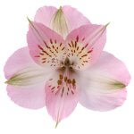 Wholesale  Alstromeria at Sedanos.com"