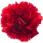 Wholesale Carnations at Sedanos.com"