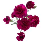 Wholesale Mincarnations at Sedanos.com"