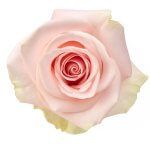 Wholesale Roses at Sedanos.com"