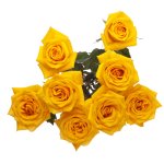 Wholesale Spray Roses at Sedanos.com | Pick up at your local Sedano's Supermarket in 72 hours"