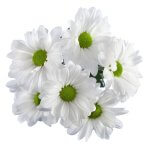 Wholesale Daisy Pom Poms | Wholesale Flowers at Sedanos.com | Pick Up in 72 hours at your local Sedano's Supermarket"