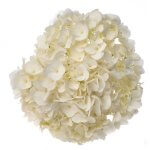 Wholesale Hydrangea at Sedanos.com"